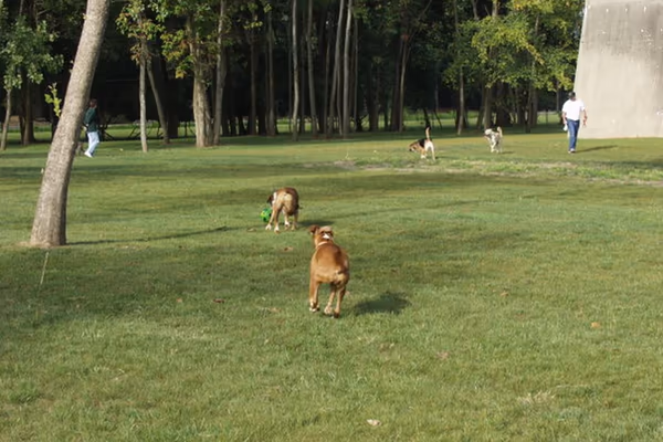 Dog Field at Kellogg Park photo 2